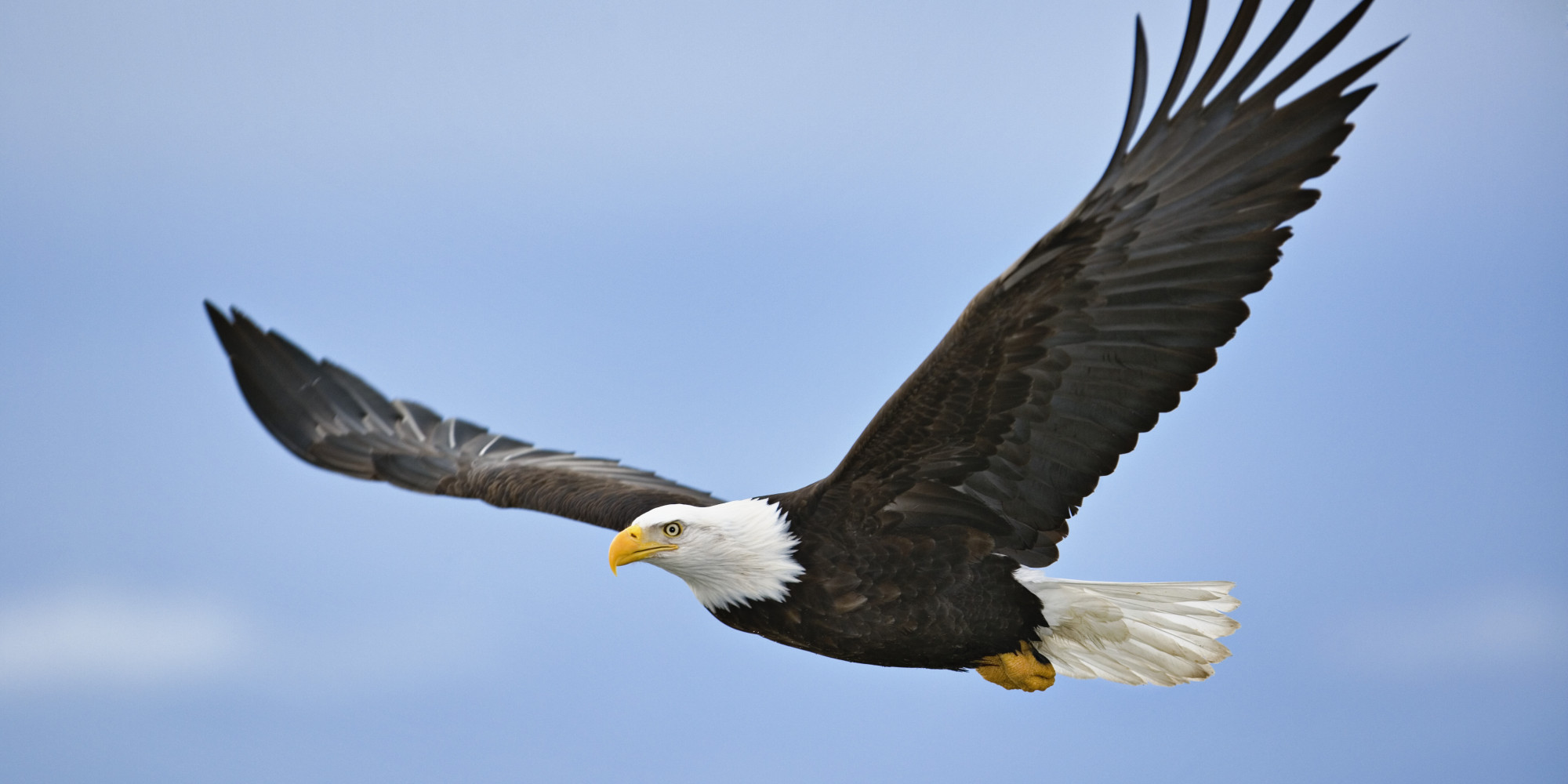 o-BALD-EAGLE-facebook.jpg