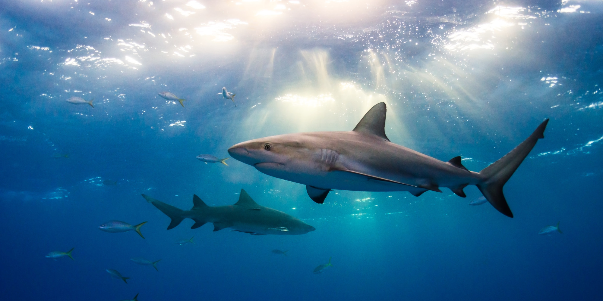 How Scientists Harness The Sun To Help Sharks HuffPost