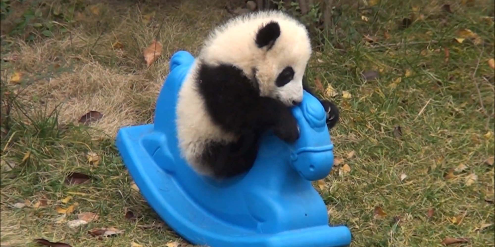 This Panda Cub Is TOO Cute, As If That's Even Possible (VIDEO) | HuffPost