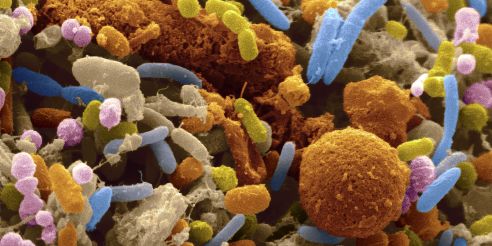 from-germ-theory-to-the-microbiome-why-microbes-still-rule-our-lives