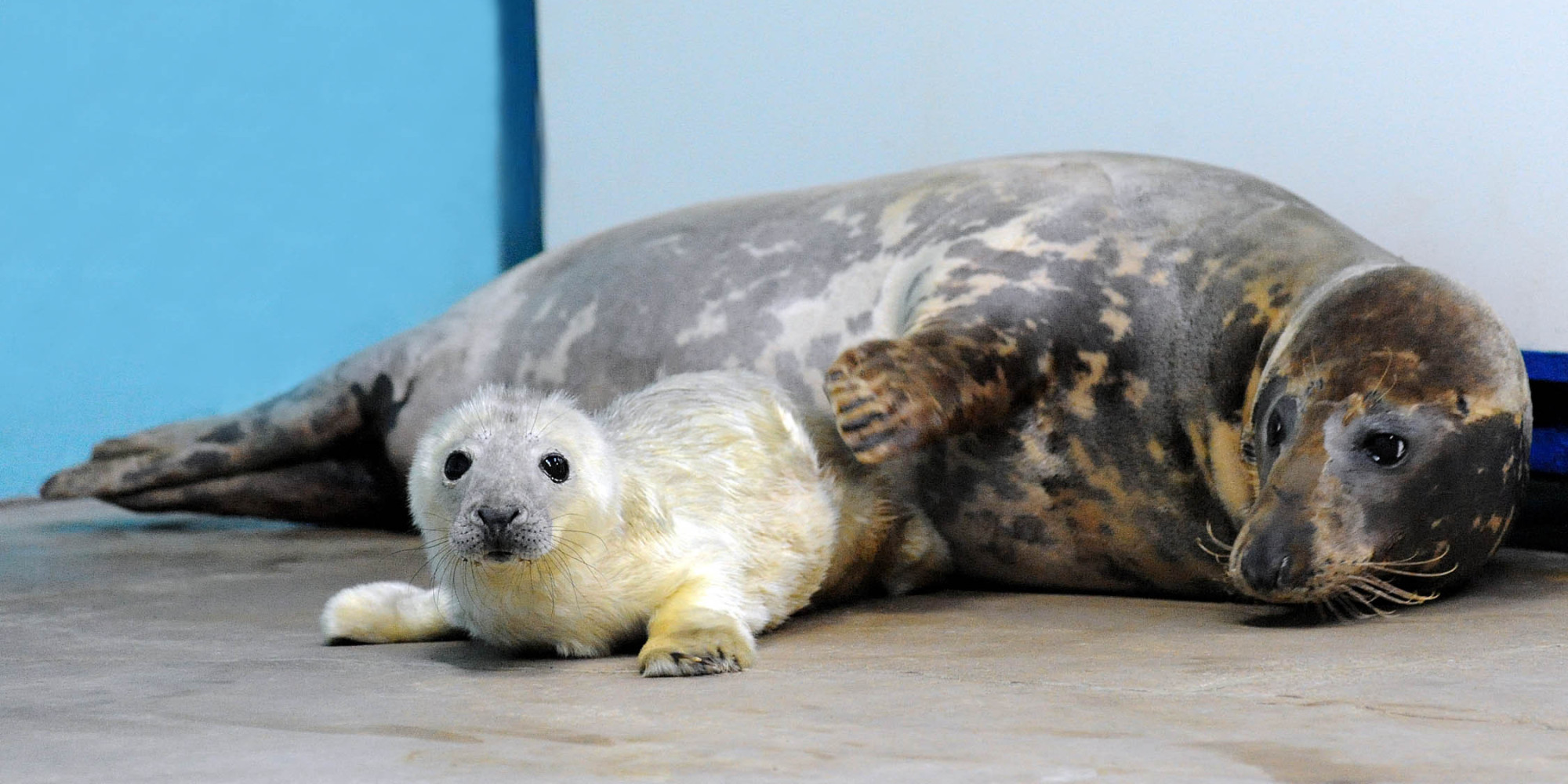 Brookfield Zoo Welcomes First Baby Of 2014, An Adorable Grey Seal Pup