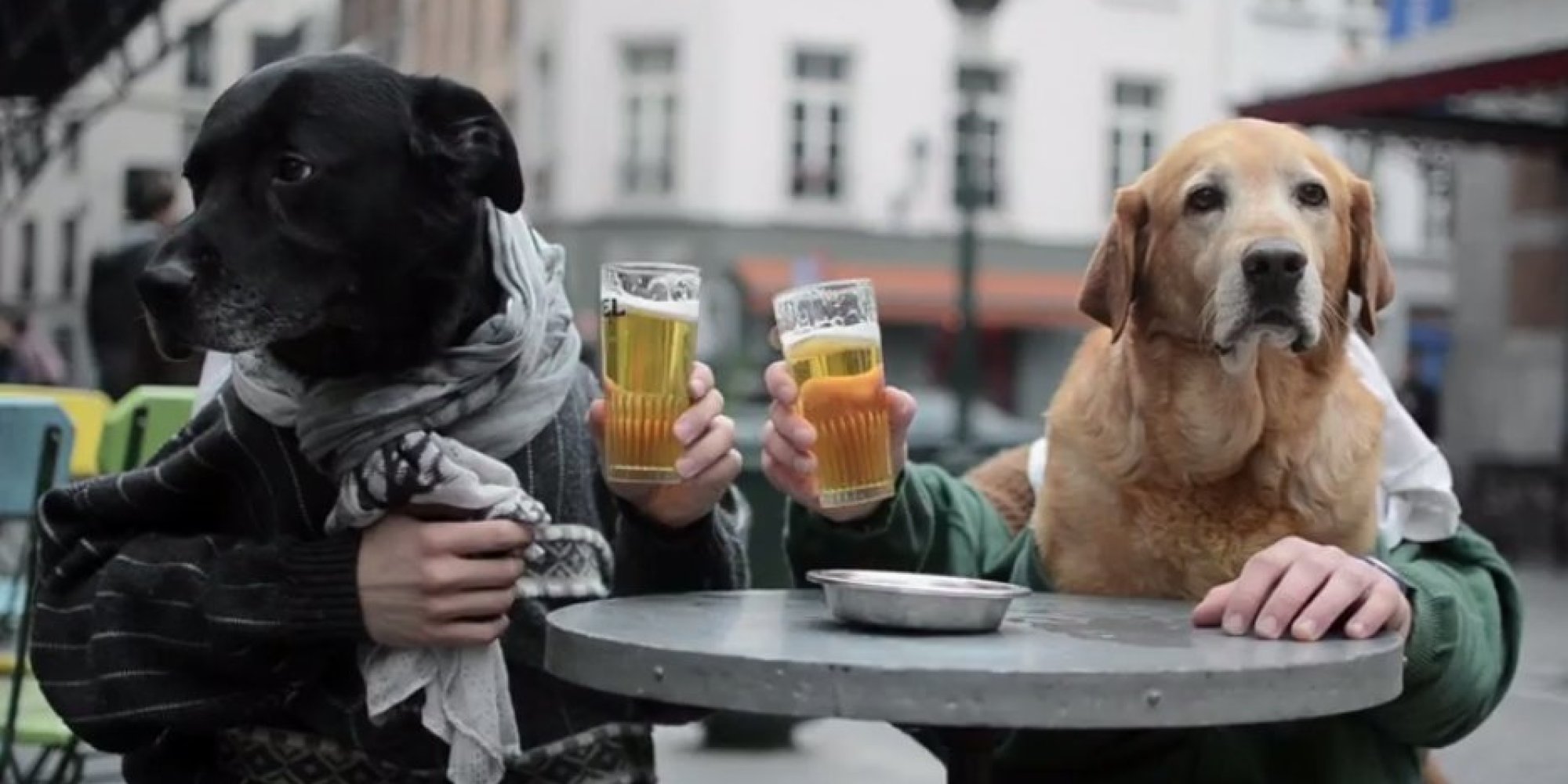 The Best DogsWithHumanHands Music Video You'll See Today HuffPost