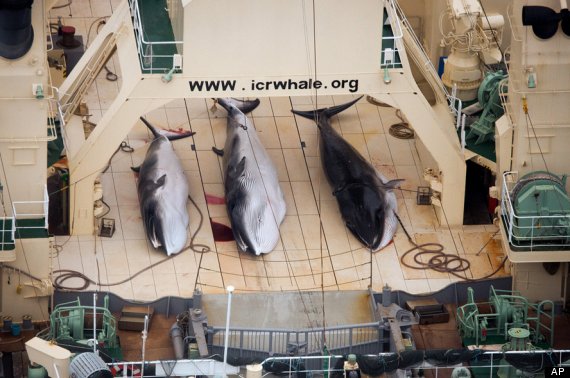 sea shepherd australia whales