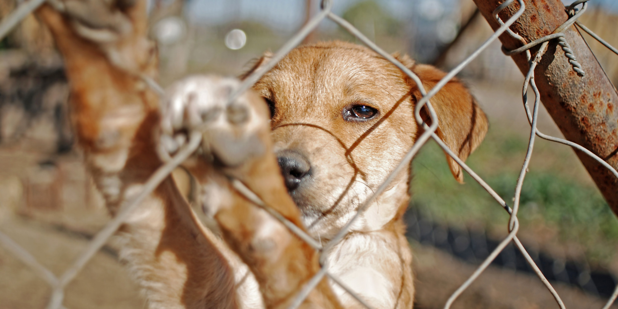 Getting fearing abandonment towards pet
