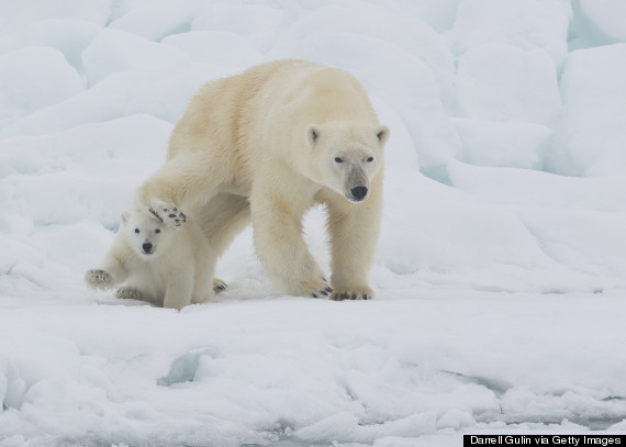 polar bears svalbard