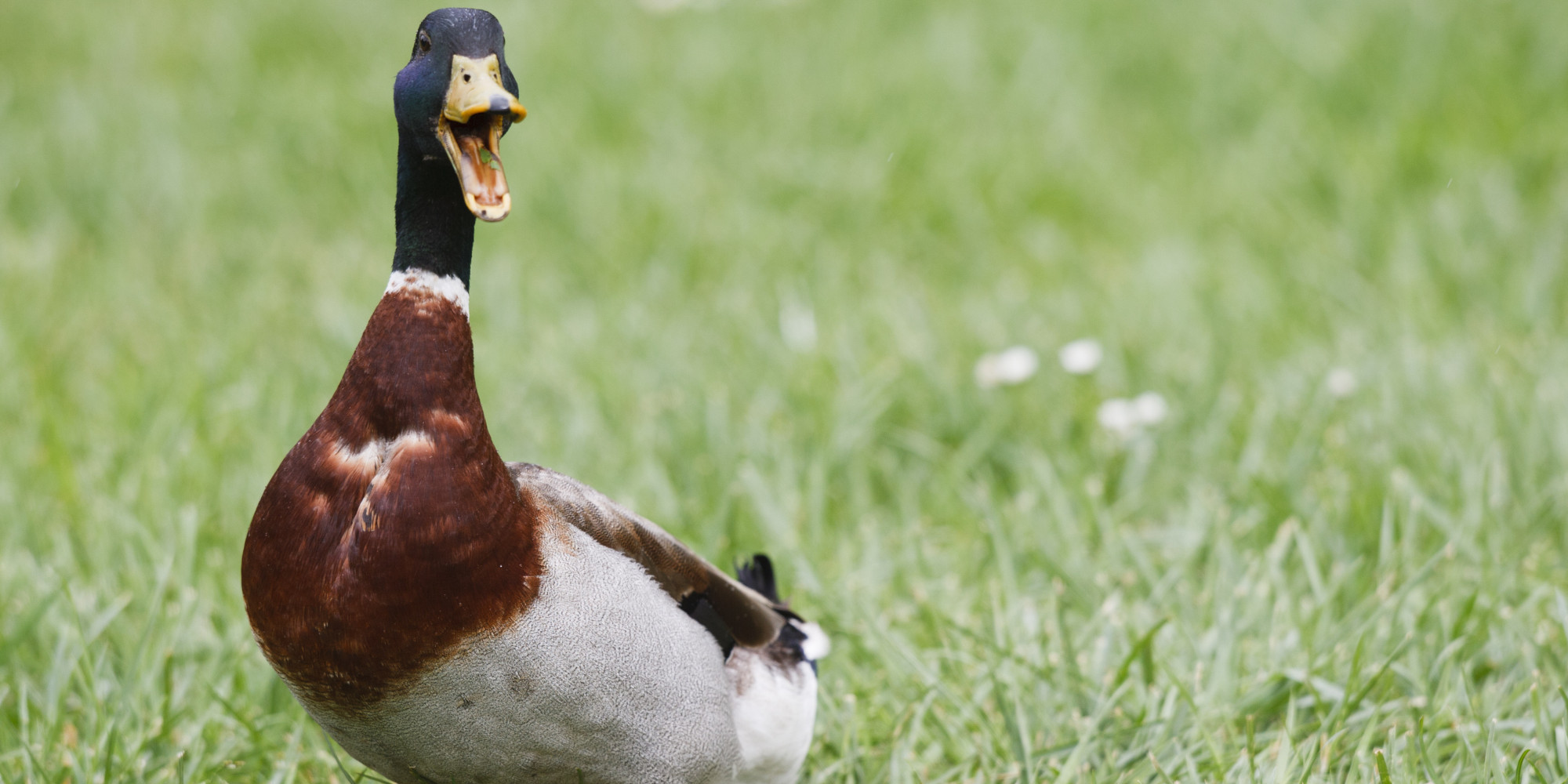 veteran-paul-wilkie-walks-his-ducks-to-help-cope-with-ptsd-huffpost