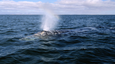 Grey whale