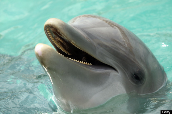Dolphin