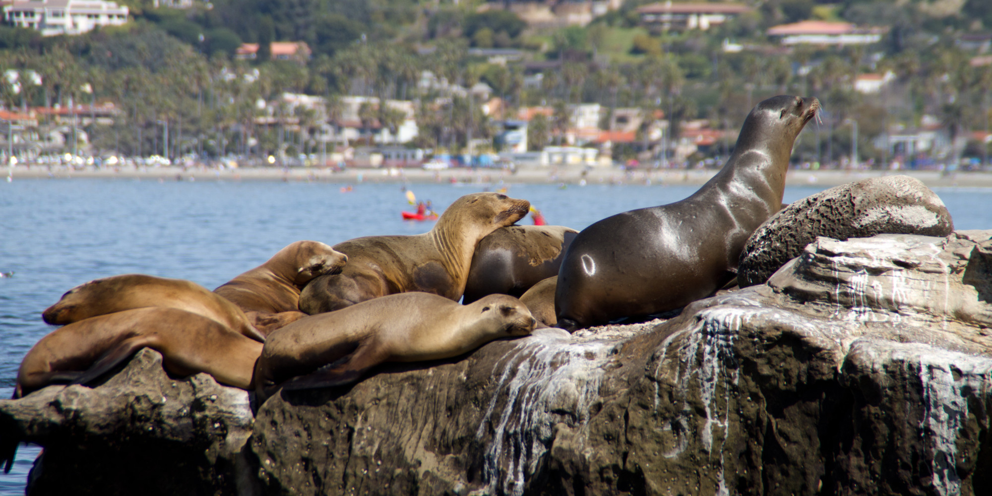 Sea lions near La Jolla Cove : r/sandiego