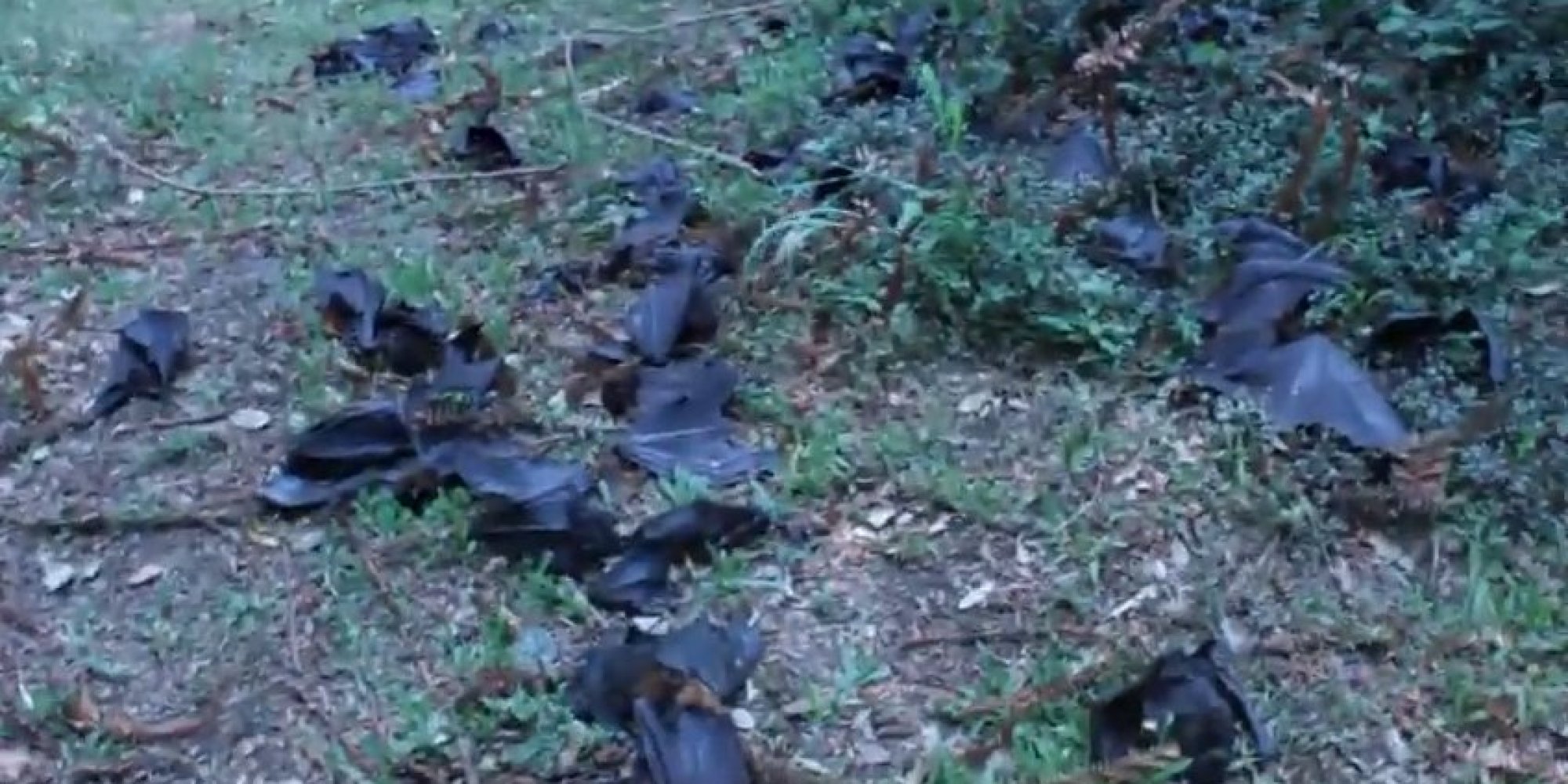 Why 100,000 Dead Bats Fell From The Sky In Australia | HuffPost