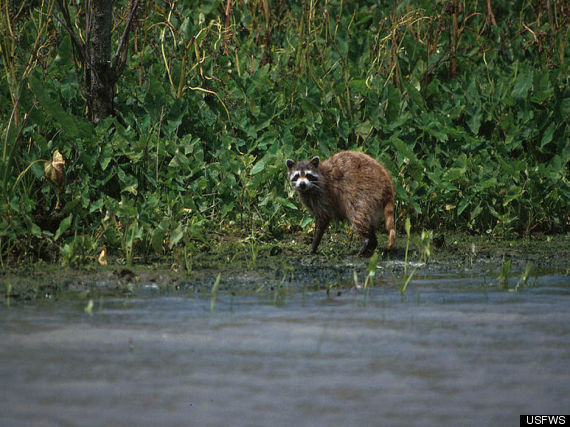 Delta National Wildlife Refuge