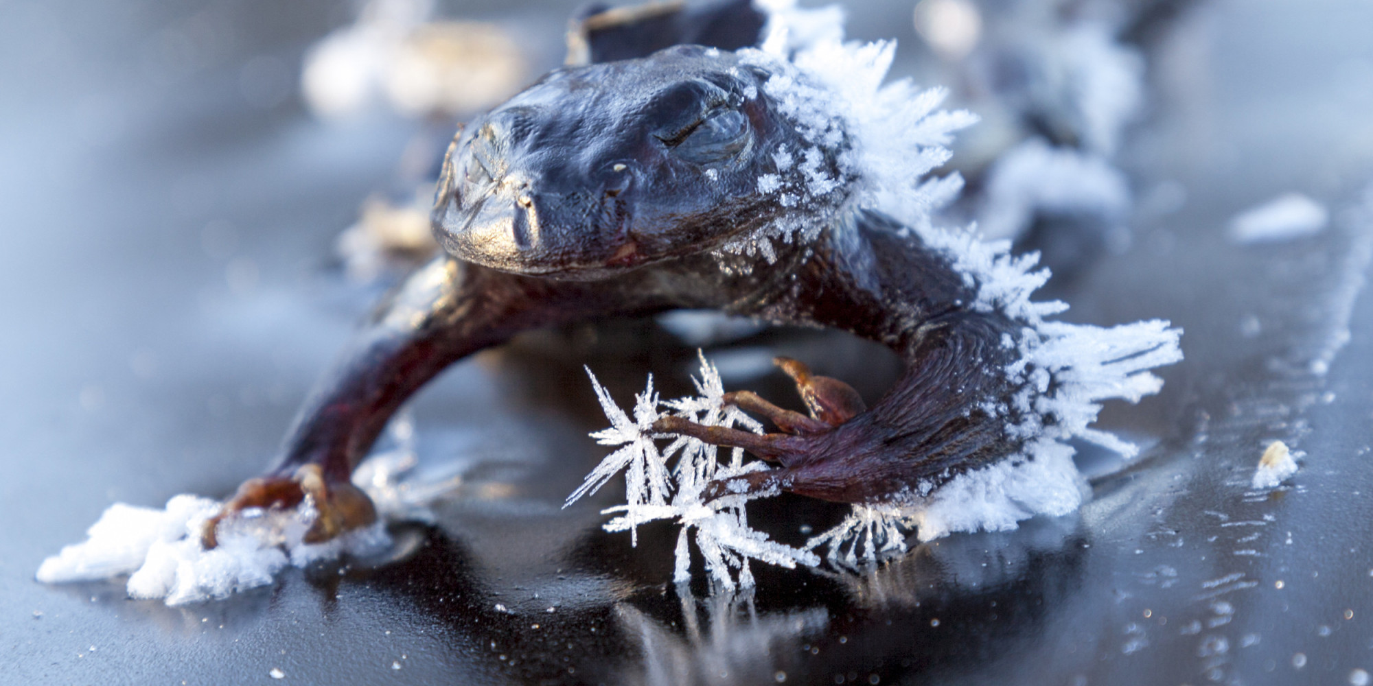 Frog Freezes Solid As He Searches For A Mate On Icy Oslo Lake (PICTURE)