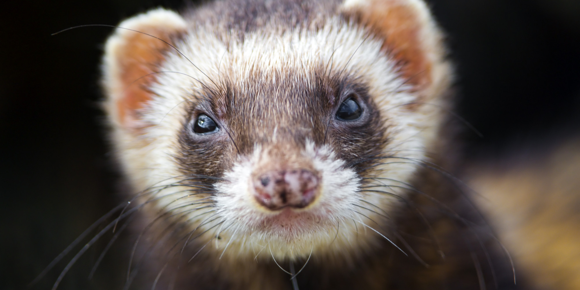 Ferret Thefts Plague Southern England, Forcing Breeders To Adopt Strict