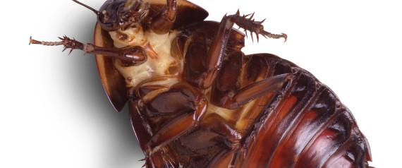 Cockroach australian mans ear