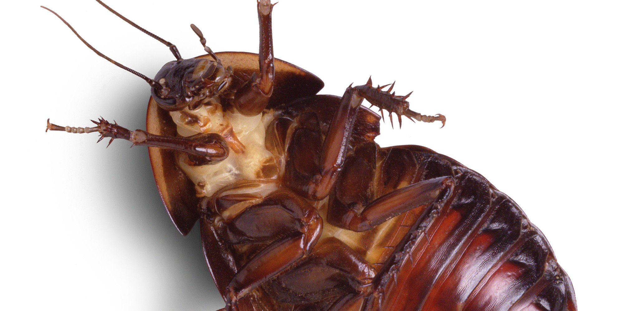 o-COCKROACH-facebook.jpg