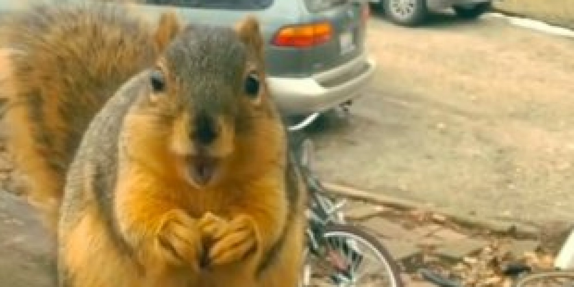 Ramon The Talking Squirrel Is Super Grateful For His Snack HuffPost