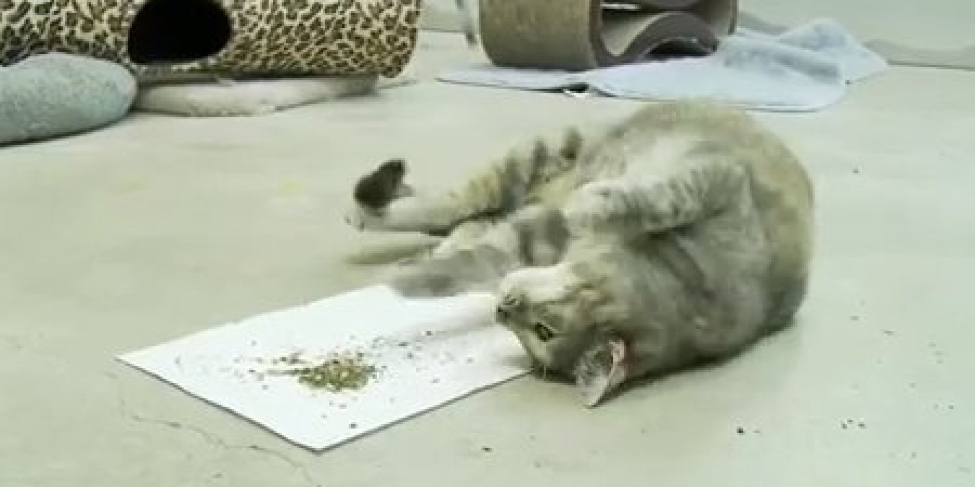 'The 5 Stages Of Catnip' Shows How Your Kitty Gets Hooked On The Nip