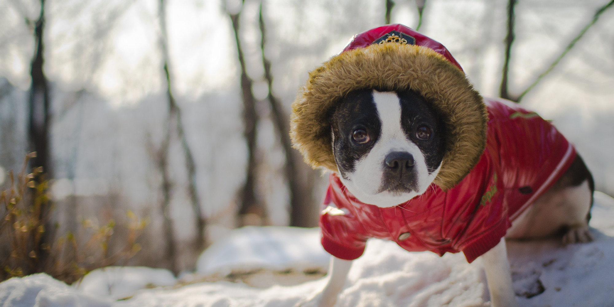 how-to-survive-winter-with-your-dog-video