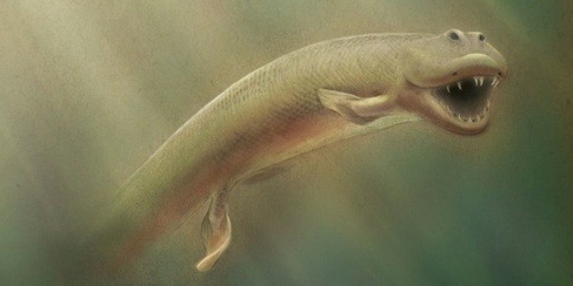 ancient-fish-with-legs-tiktaalik-roseae-may-be-missing-evolutionary