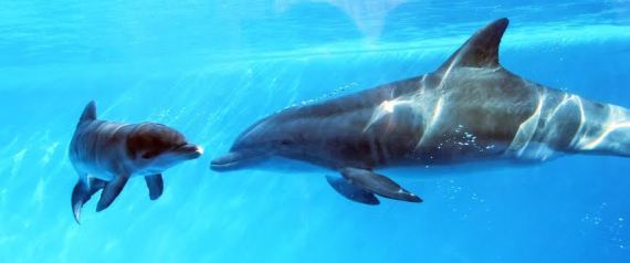 Dolphin In Captivity May Be First Discovered T