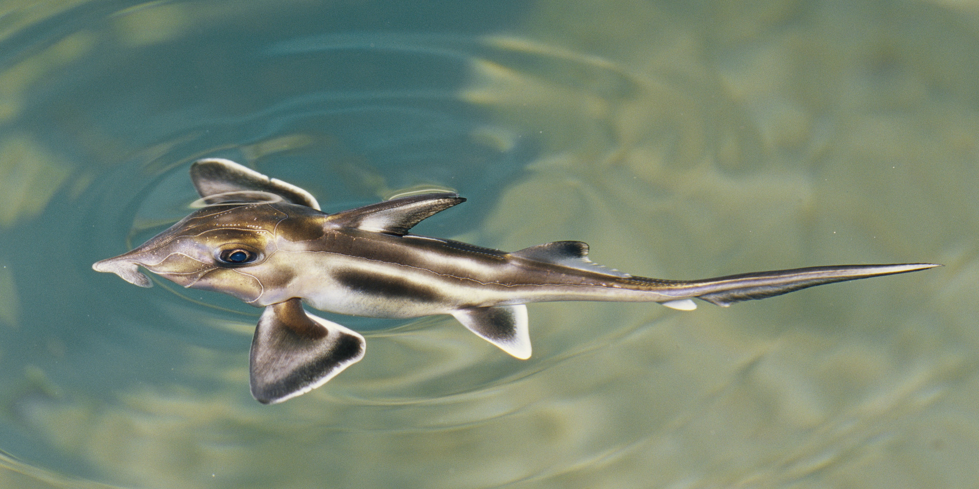 Why Do Sharks Have No Bones? Elephant Shark Genome Yields Answer (VIDEO