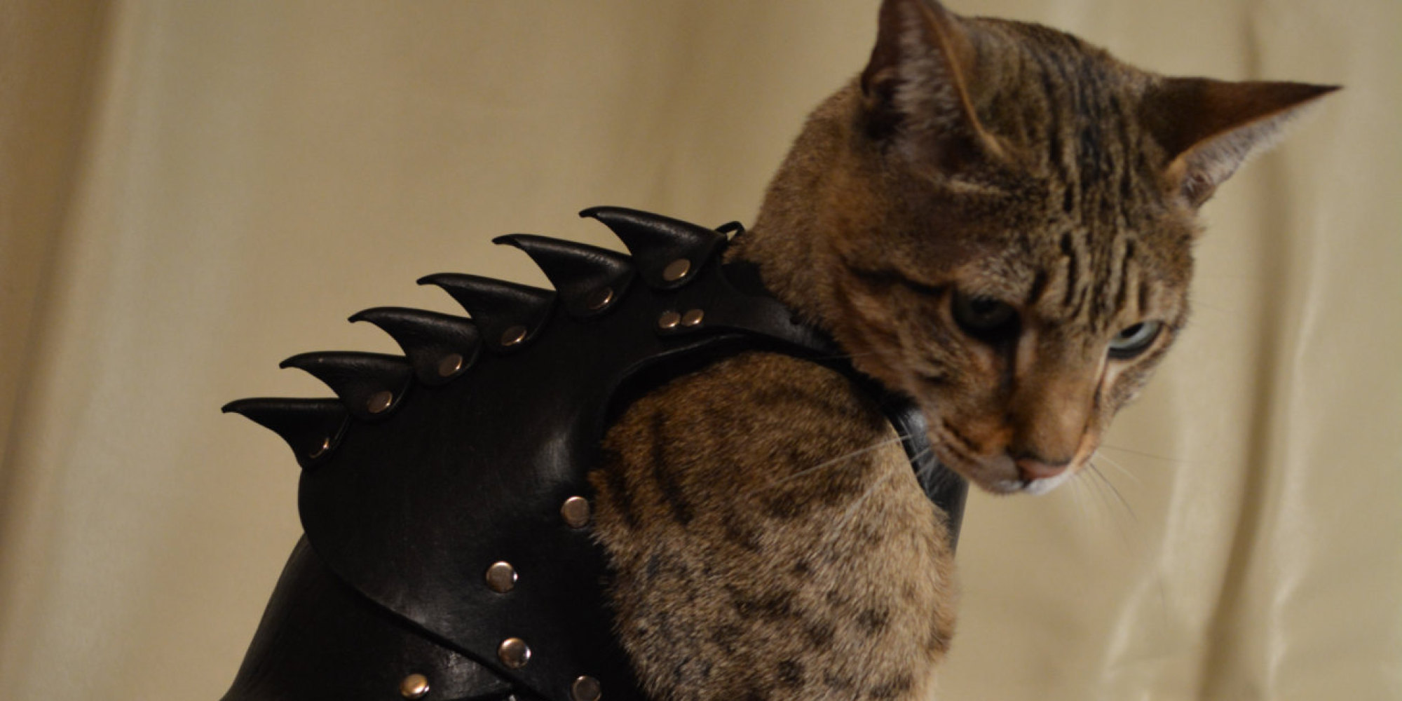 Cat Battle Armor Is Battle Armor For Your Cat (PHOTOS) | HuffPost