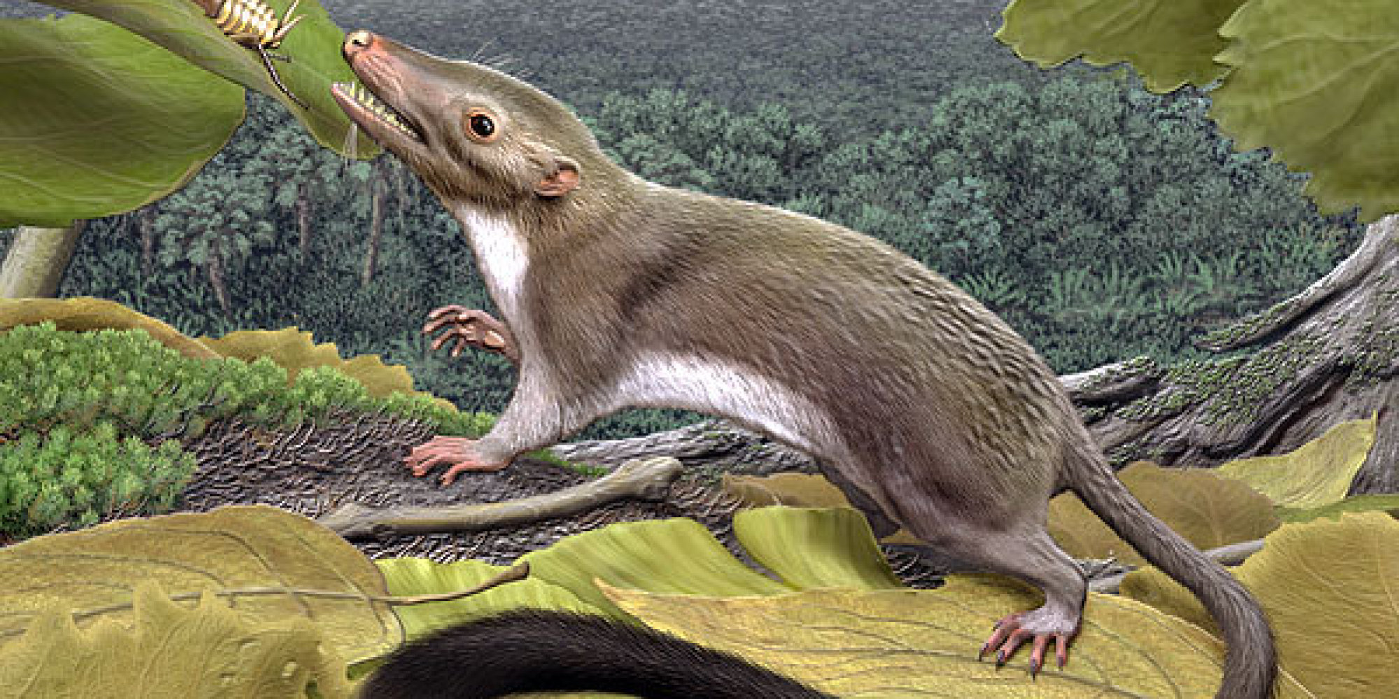 Did First Placental Mammal Live Alongside Dinosaurs Scientists Can t 