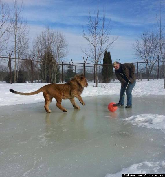 lion hockey canada