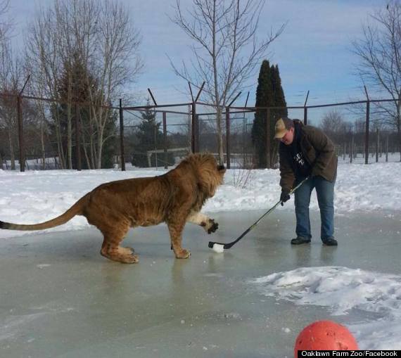 lion hockey canada 2