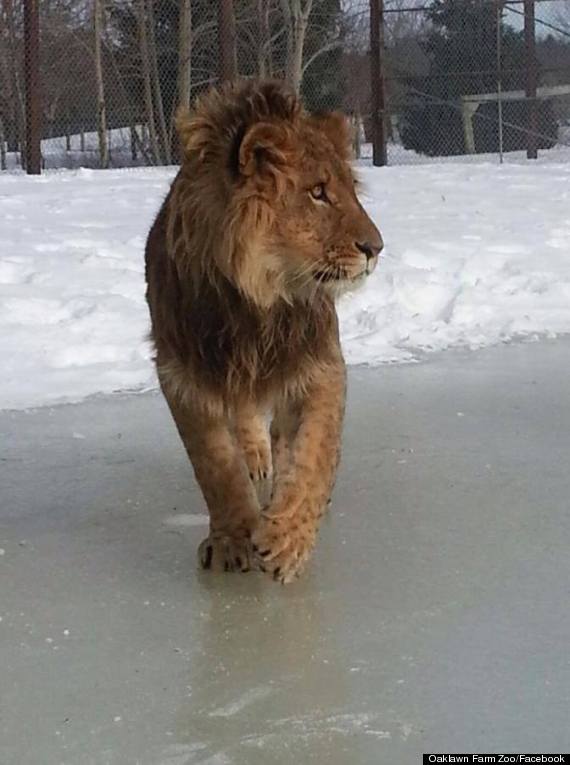 lion hockey 3
