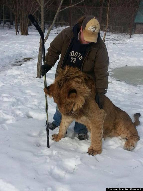 lion hockey 4
