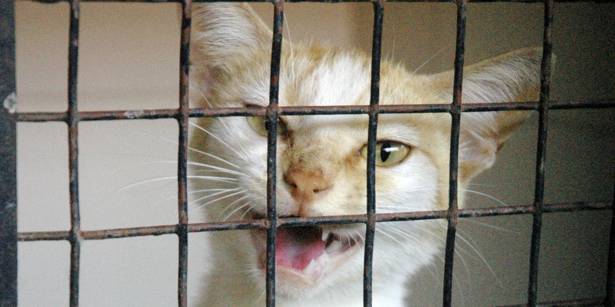 The Secrets Behind Running an Animal Rescue and Rehoming Charity