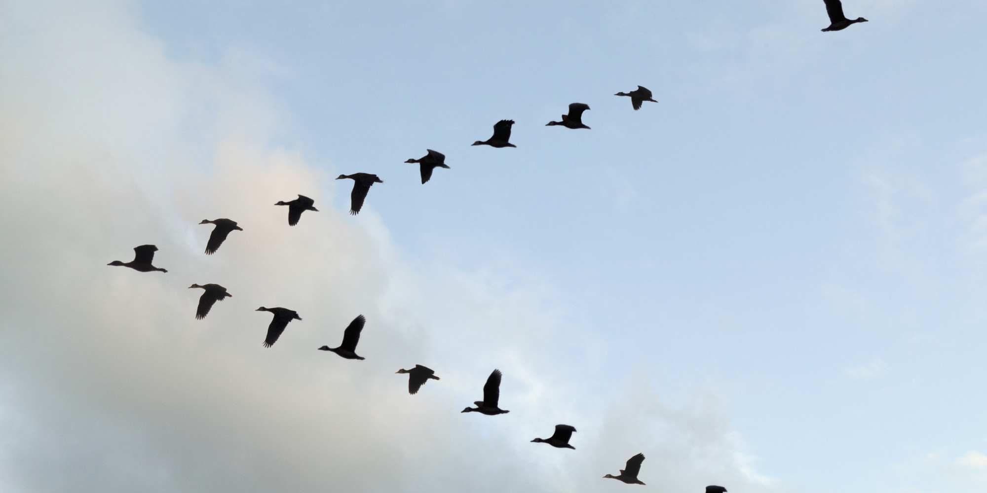 Heres Why Birds Fly In A V Formation Huffpost