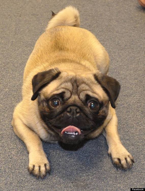 hank the pug