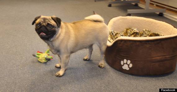 hank the pug