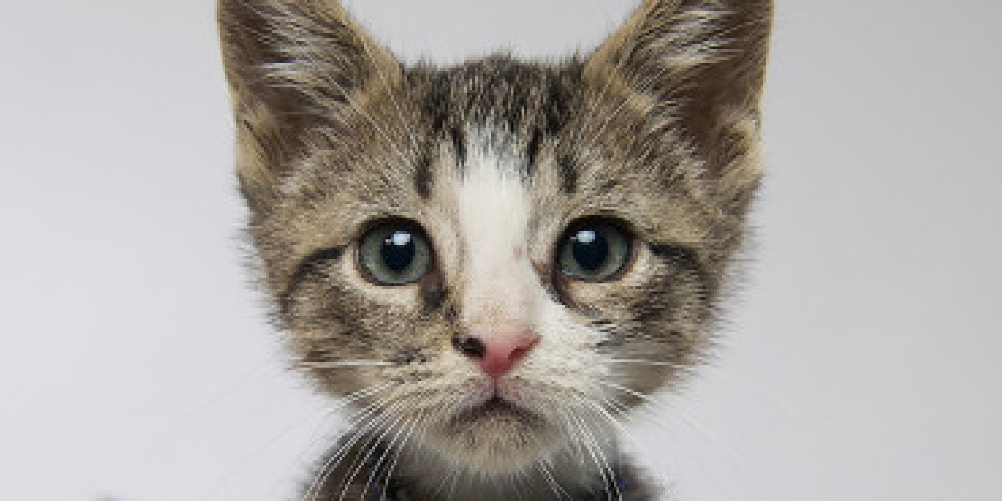 First Annual 'Kitten Bowl' Promises To Be Cute, Adorable (VIDEO)