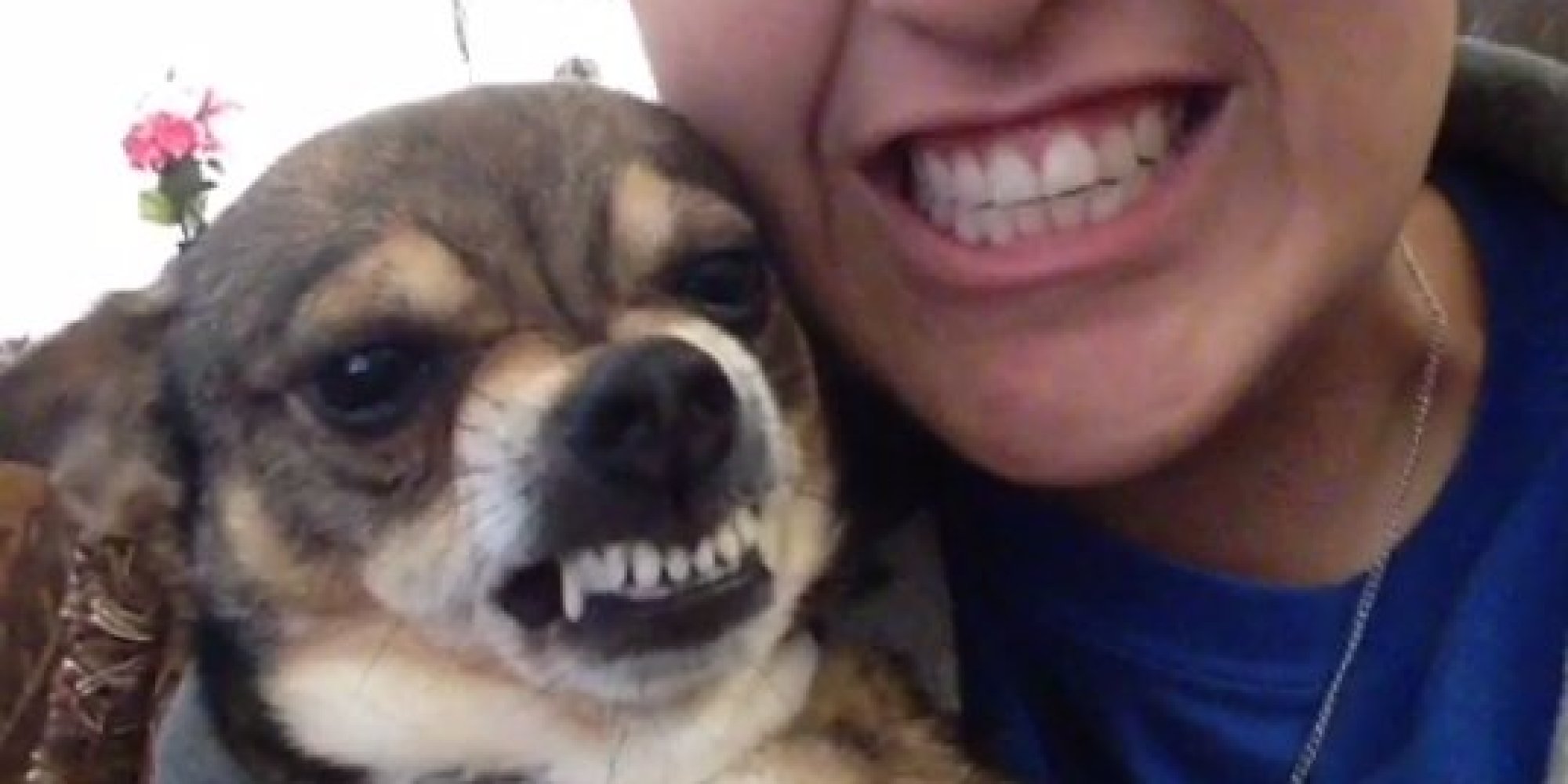 Vine Of The Day Dog Says 'Cheese' HuffPost UK