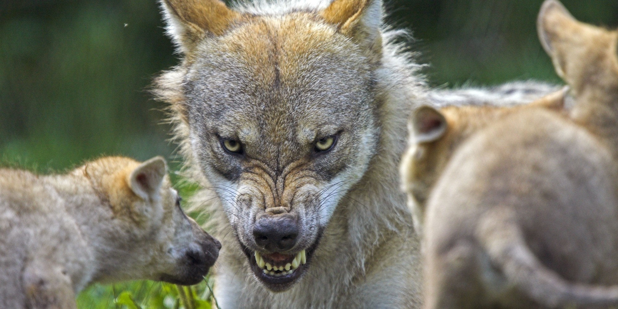 dogs-closest-wolf-ancestors-went-extinct-dna-study-shows-huffpost