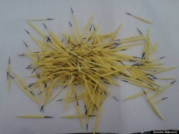 sandra nabucco porcupine quills in head
