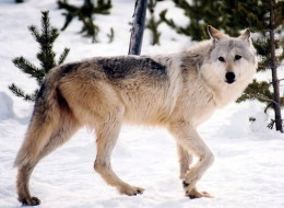 canadian grey wolf transplant