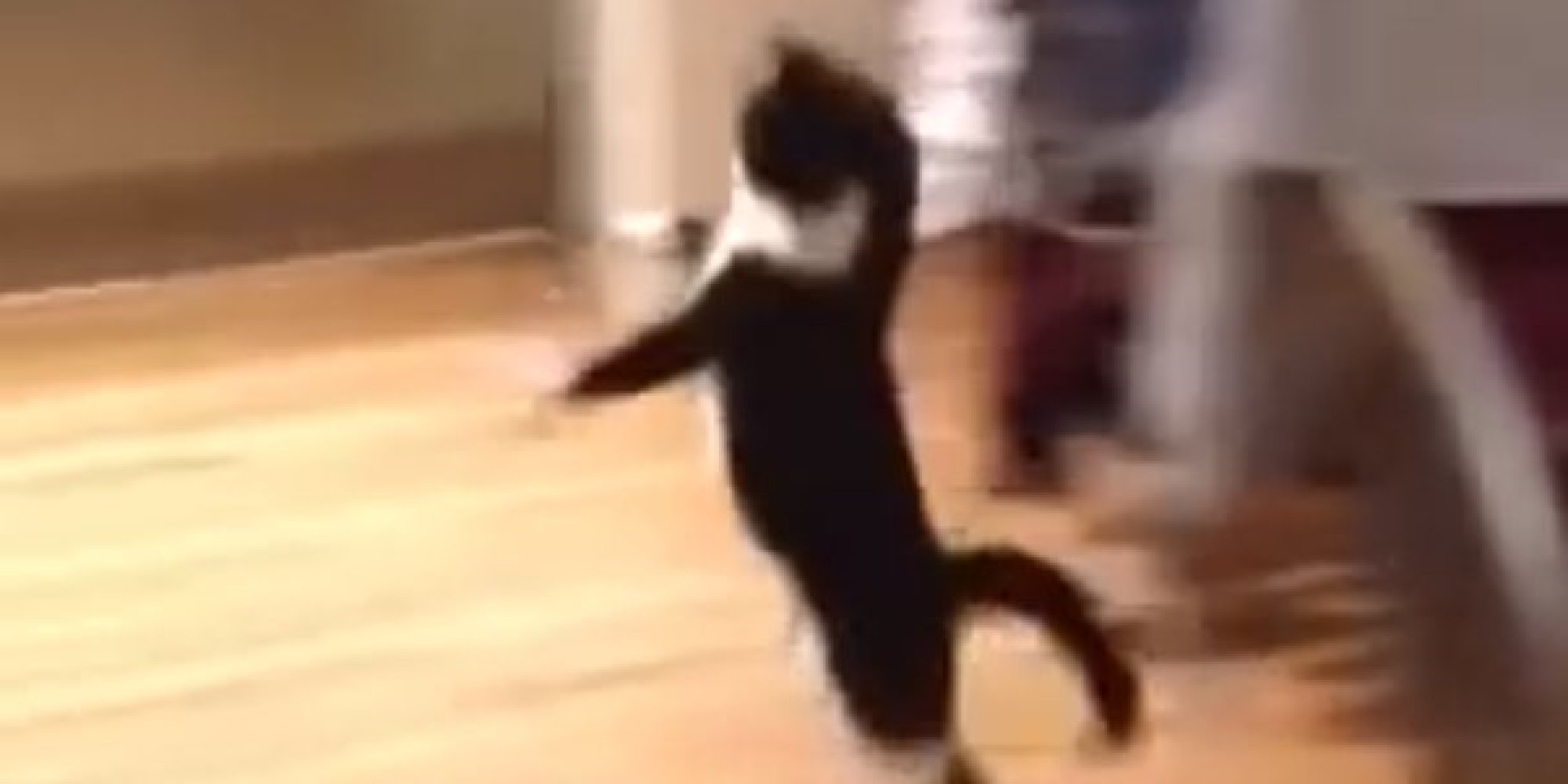 WATCH This Hopping Cat Video Is The Best 30 Seconds You'll Waste Today