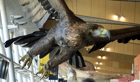 aigle