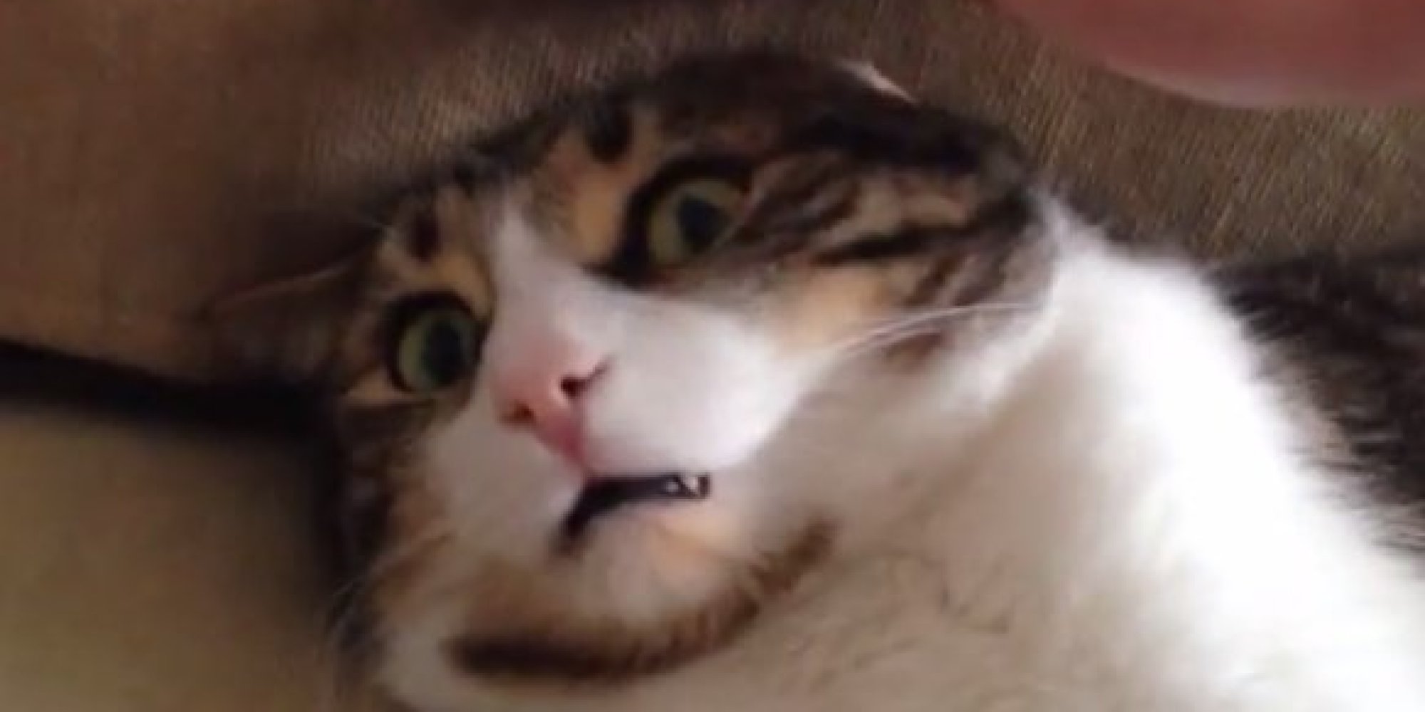 Gouda The Cat Shows Cats Can Have Social Anxiety Too HuffPost