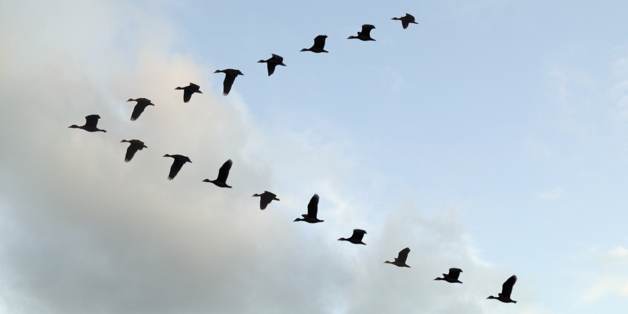 The Amazing Reason Why Birds Fly In A V-Formation | HuffPost