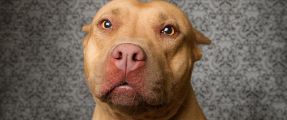maryland pit bull legislation