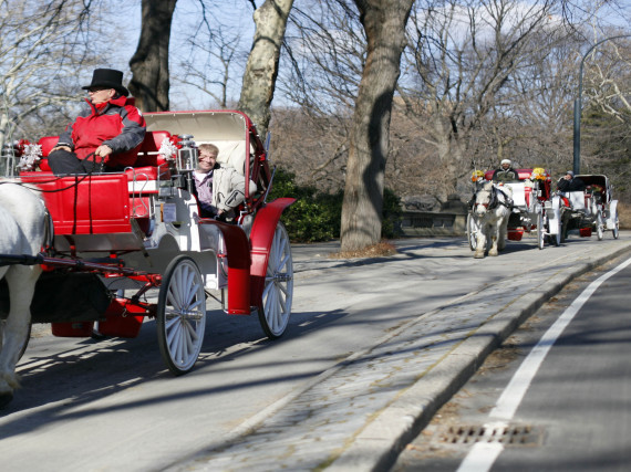 Nyc Horses