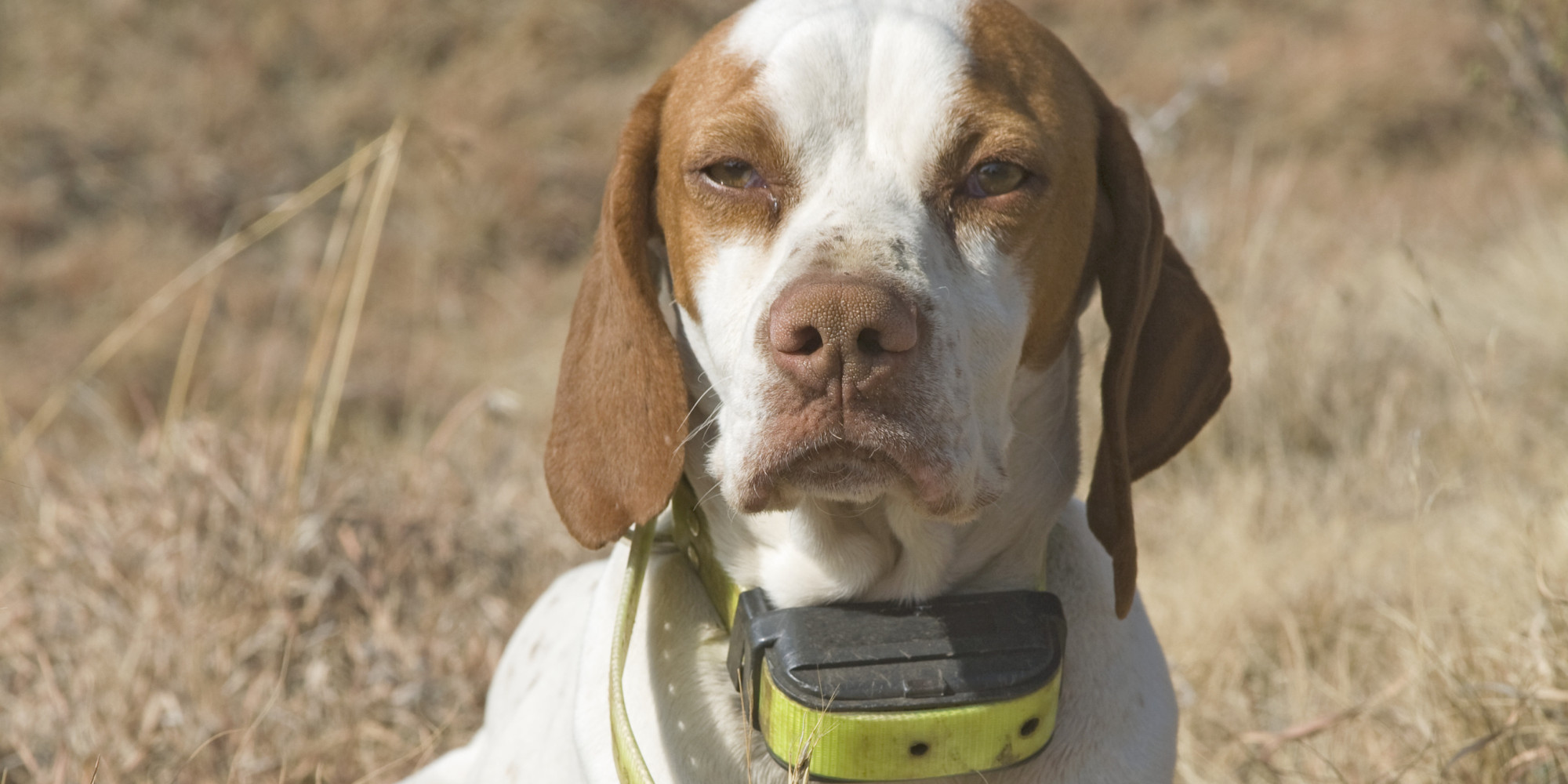 The Shocking Truth About Electric Shock Collars and My Call to Have Them Banned