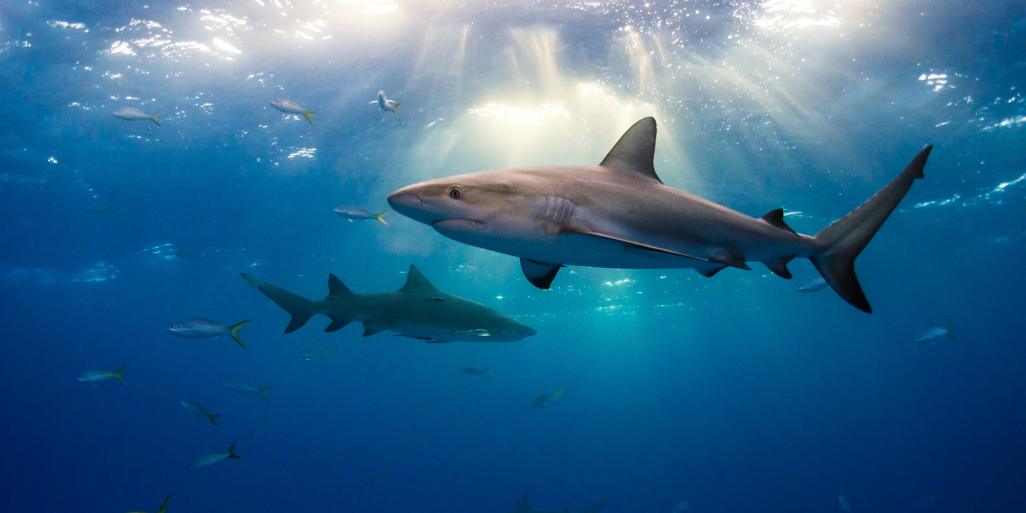 global-policy-needed-to-keep-sharks-in-our-oceans-huffpost