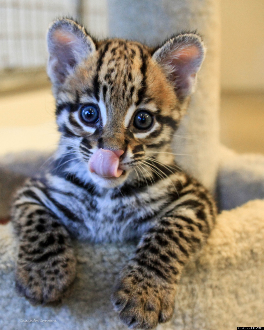 Pictures Of Baby Ocelots 75