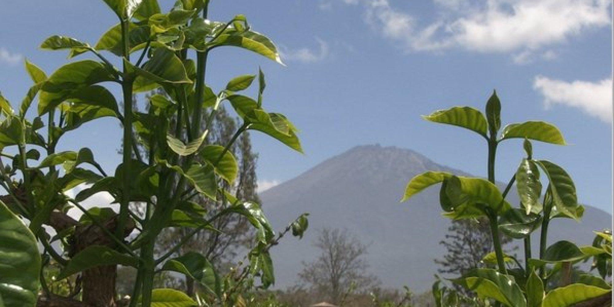 Coffee Quest Discovering the Secret to Growing the World's Best Coffee